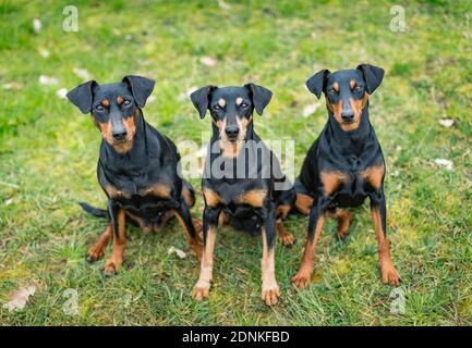 Tedesco Pinscher. Tre cani adulti seduti su un prato. Germania.. Foto Stock