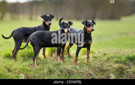 Tedesco Pinscher. Tre cani adulti in piedi su un prato. Germania.. Foto Stock