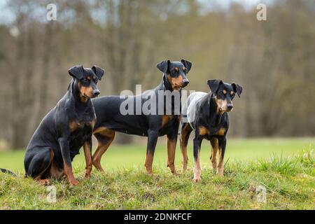 Tedesco Pinscher. Tre cani adulti su un prato. Germania.. Foto Stock