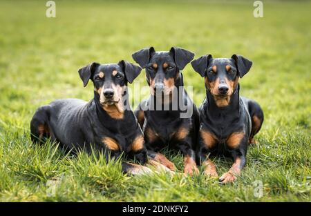 Tedesco Pinscher. Tre cani adulti che giacciono su un prato. Germania.. Foto Stock