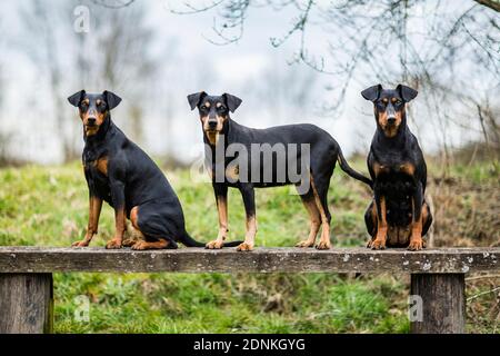 Tedesco Pinscher. Tre cani adulti su una panca di legno. Germania.. Foto Stock