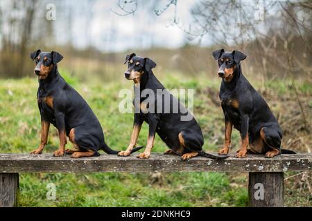 Tedesco Pinscher. Tre cani adulti seduti su una panca di legno. Germania.. Foto Stock