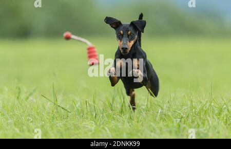 Tedesco Pinscher. Cane adulto che cerca di prendere un giocattolo volante. Germania.. Foto Stock