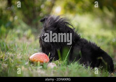 L'affenpincher nero del cane shaggy si siede pensieroso accanto al vola agarico sull'erba nella foresta Foto Stock
