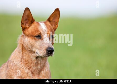 Cane bovino australiano. Ritratto di cane adulto. Germania Foto Stock