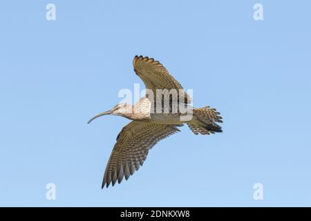 Whimbrel (Numenius phaeopus), adulto in volo. Islanda Foto Stock