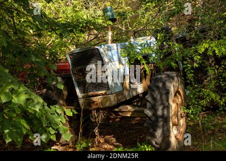 Vecchio trattore abbandonato ricoperto di vegetazione in un ambiente rurale. Francia. Europa. Foto Stock