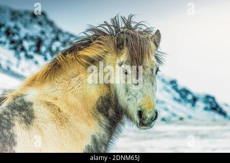 cavallo bianco islandese Foto Stock