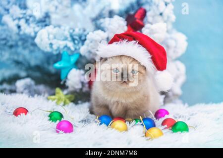 Gattino divertente in un cappello di Santa si siede vicino a un decorato abete su una morbida coperta blu Foto Stock