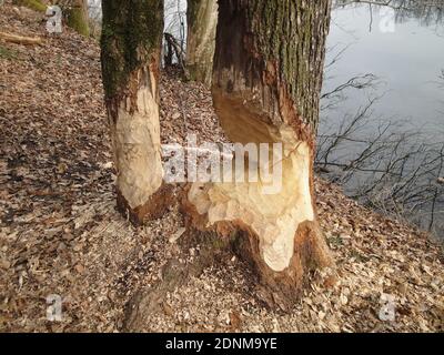 Attività Beaver chiaramente visibile sul Reno vicino al Rhinefall, Neuhausen, Svizzera Foto Stock