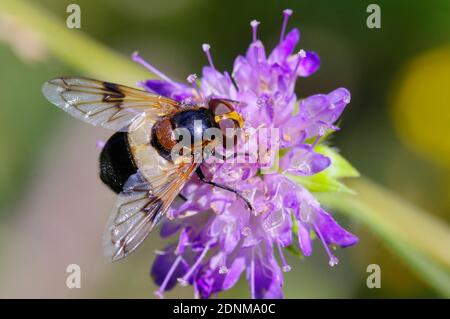 Volata (Volucella pellucens) con grandi occhi composti su fiore piccolo Scabiosa (Scabiosa columbaria). Austria Foto Stock