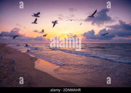 Stagcape in serata. Tramonto sul mare. Gabbiani che volano sulla spiaggia. Oceano Atlantico di sera. Porto, Portogallo Foto Stock