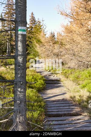 Sentiero per escursioni su un albero nel Parco Nazionale di Karkonosze, Polonia. Foto Stock