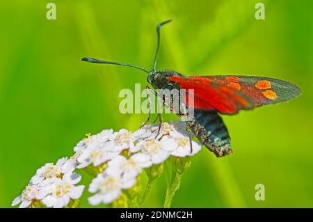 Burnett (Zygaena filipendulae) a sei punti, decollo da fiori di Yarrow comune (Achillea millefolium). Austria Foto Stock