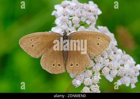 Anello (Aphantopus iperantus). Farfalla su Yarrow comune (Achillea millefolium) fiori. Austria Foto Stock