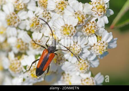 Longhorn Beetle (Stenurella melanura) su Yarrow (Achillea clavenae) fiori. Germania Foto Stock