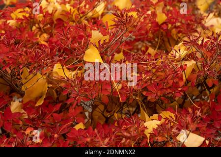 Foglie gialle caduti di ginkgo su foglie rosse, Isehara City, Prefettura di Kanagawa, Giappone Foto Stock