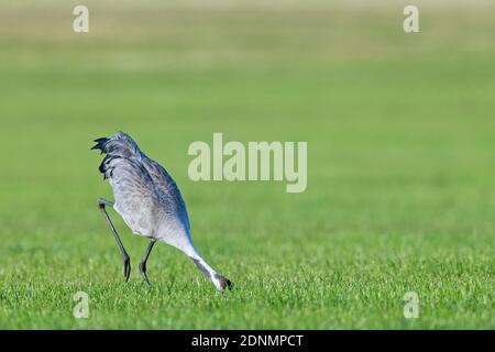 Gru comune (Grus grus). Caccia di uccelli adulti Vole comune (Microtus arvalis). Germania Foto Stock