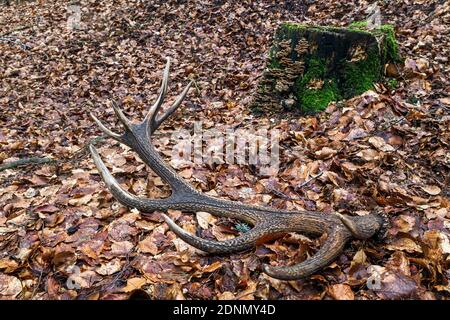 Cervus elaphus (Cervus elaphus). Capannone in una foresta. Germania Foto Stock