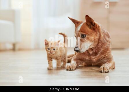 Gatto domestico. Kitten e adulto australiano bovino cane su parquet. Germania . Foto Stock