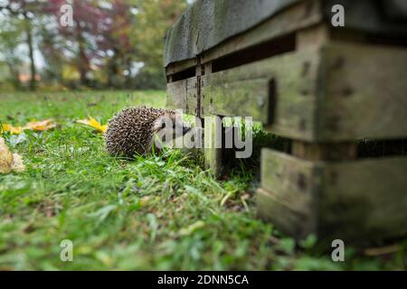 Hedgehog comune (Erinaceus europaeus) visita una casa hedgehog in un recinto esterno. Germania Foto Stock