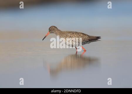 Redshank (Tringa totanus), foraggio adulto in acque poco profonde. Germania Foto Stock