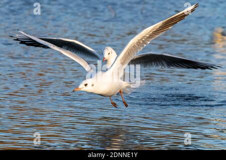 Un paio di gabbiani dalla testa nera in inverno precipita un lago a Busy Park, West London, Regno Unito Foto Stock