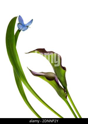 Bella grumo di Calla Lily viola e fiori rosa con gruppo blu farfalla ali vivace naturale contemporaneo design isolato sfondo bianco Foto Stock