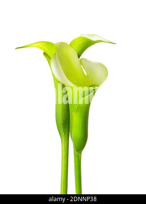 famosa bella calla giglio fiore belle arte di naturale contemporaneo design semplice e di lusso isolato su bianco buono per la casa decorazione Foto Stock