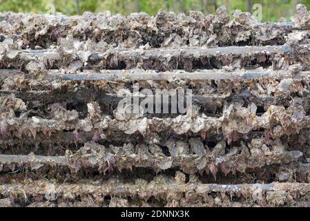 Rack di ostriche australiane raccolte di recente ancora non lavate e fangose e ancora attaccate alle loro scaffalature in una fattoria di ostriche in Australia. Foto Stock