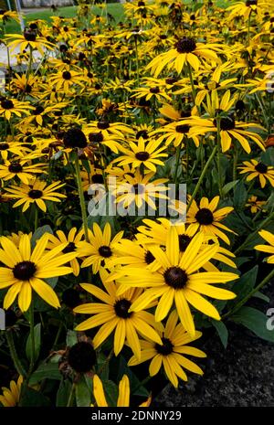 Primo piano di rudbeckia Rudbeckias giallo fiori di coniflower in estate giardino confine Inghilterra Regno Unito GB Gran Bretagna Foto Stock