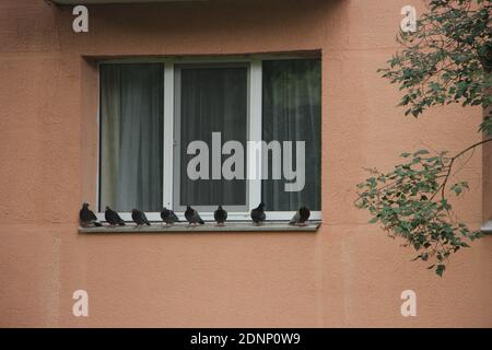 Molti piccioni seduti sulla finestra. Foto Stock