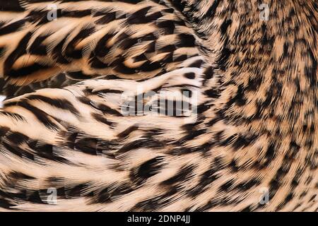 Bird feathers close up. Wild duck wing. Texture for design. Stock Photo