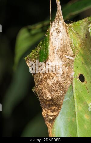 Un bozzolo di seta d'oro metallizzata molto insolitamente colorato, probabilmente appartenente ad una falena nel sottobosco della foresta pluviale montana nella riserva di Los Cedros, W. Foto Stock