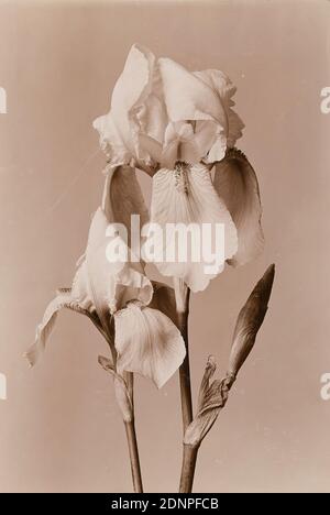 Wilhelm Weimar, Iris, collodion paper, processo positivo in bianco e nero, dimensioni immagine: Altezza: 22,10 cm; larghezza: 14,10 cm, in piombo: Weimar, Wilh, fotografia naturalistica, giglio Foto Stock