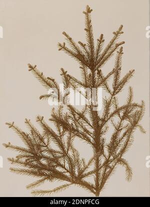 Wilhelm Weimar, rami di abete, carta collodion, processo positivo bianco e nero, dimensioni immagine: Altezza: 21,00 cm; larghezza: 16,00 cm, timbro verso: Matita verso: Weimar, Wilhelm, abete Foto Stock