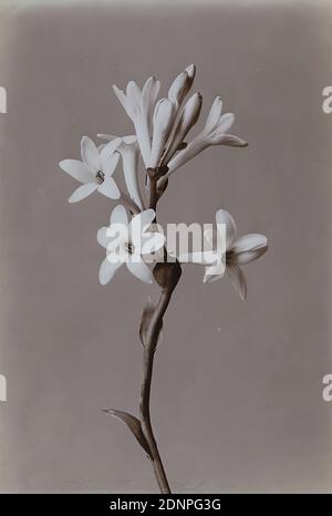 Wilhelm Weimar, tuberose, collodio, processo positivo bianco e nero, totale: Altezza: 23.20 cm; larghezza: 15.00 cm, firmato, datato e inscritto: Goffratura manoscritta in fondo alla foto: Wilhelm Weimar, Amburgo. 1900, con matita: 601 17 W. Weimar tuberose single nat. Size P2008.33, 23,2 x 15,0, fotografia, fotografia naturalistica, fiori Foto Stock