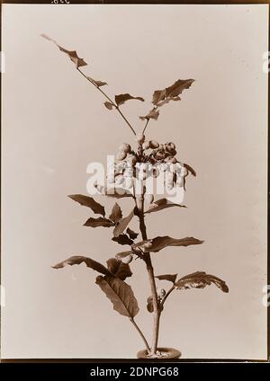 Wilhelm Weimar, agrifoglio, collodio, processo positivo bianco e nero, totale: Altezza: 23,40 cm; larghezza: 17,50 cm, 356, timbro: Fotografia, piante, vegetazione Foto Stock