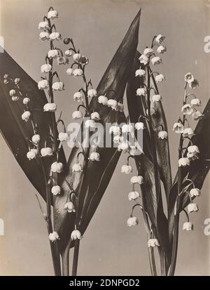 Wilhelm Weimar, Giglio della valle, carta in gelatina d'argento, processo positivo bianco e nero, dimensioni immagine: Altezza: 23,40 cm; larghezza: 17,30 cm, fotografia, fotografia naturalistica, fiori Foto Stock