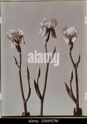 Wilhelm Weimar, iris, collodion paper, processo positivo in bianco e nero, totale: Altezza: 23,30 cm; larghezza: 17,40 cm, 307, fotografia, fotografia naturalistica, giglio Foto Stock