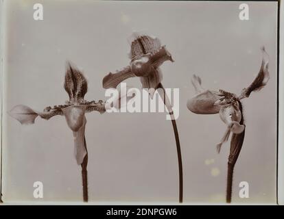 Wilhelm Weimar, iris, collodio, processo positivo in bianco e nero, totale: Altezza: 17,30 cm; larghezza: 24,00 cm, fotografia, fotografia naturalistica, giglio Foto Stock