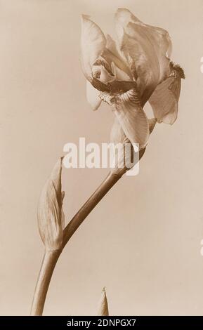 Wilhelm Weimar, iris, collodio, processo positivo in bianco e nero, dimensioni immagine: Altezza: 16,60 cm; larghezza: 10,70 cm, fotografia, fotografia naturalistica, giglio Foto Stock