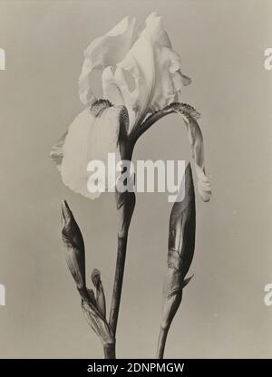 Wilhelm Weimar, Iris, collodio carta opaca, bianco e nero processo positivo, dimensioni immagine: Altezza: 19,50 cm; larghezza: 15,00 cm, timbro: verso centro: Fotografia naturalistica, giglio Foto Stock