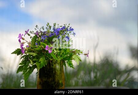 Delicato bouquet di fiori selvatici in rosso e blu. Focus su fiori blu. Foto Stock