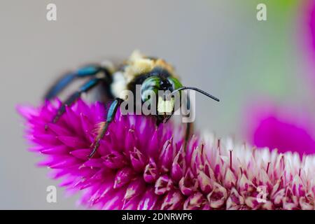 Bumble Bee su Fiore di Fuchsia Foto Stock