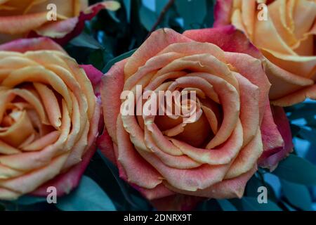 Rosa vivace e colorata in un bouquet con texture dettagliate e. sfondo sfocato visto dall'alto Foto Stock