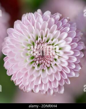 Primo piano di Pink Dahlia Flower Foto Stock