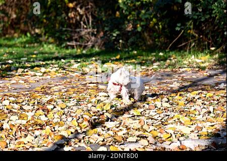 West Highland bianco terrier su un piombo in un parco, Bosnia Erzegovina Foto Stock