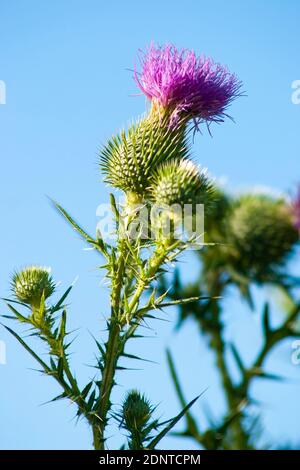 Il crespus del carduo selvatico in fiore, il thistle senza piombo riccio o thistle con saldature, è un'erba della famiglia Asteraceae daisy. Sfondo sfocato. All'aperto Foto Stock