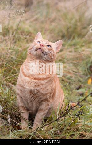 Ronald il gatto che guarda felice Foto Stock